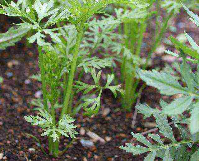 the timing of planting carrots in open ground with seeds in the fall