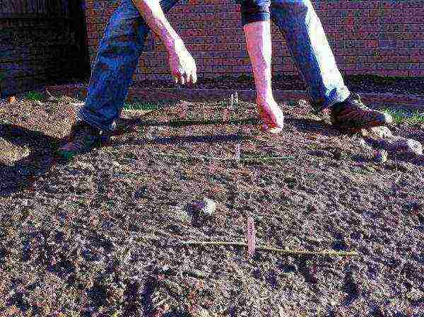 the timing of planting carrots in open ground with seeds in the fall