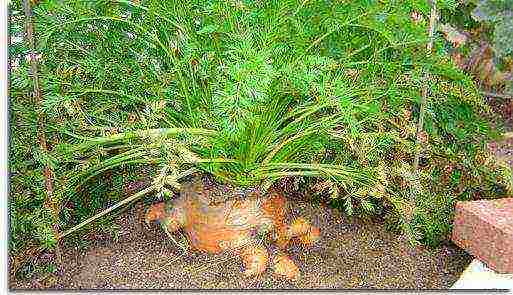 the timing of planting carrots in open ground with seeds in the fall