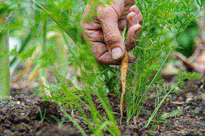 the timing of planting carrots in open ground with seeds in the fall