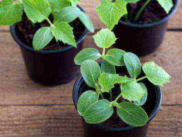 the timing of planting cucumbers in open ground in Belarus