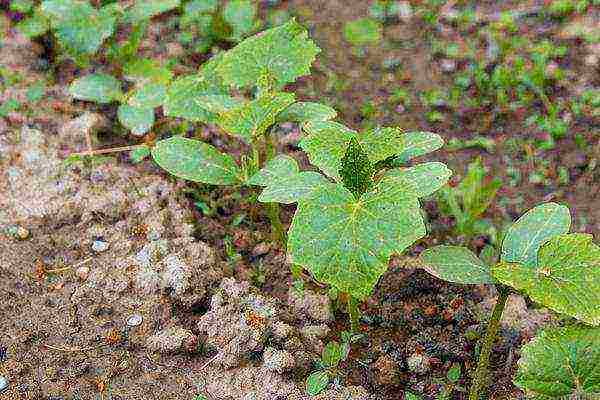 the timing of planting cucumbers in open ground in Belarus