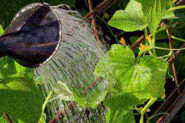 the timing of planting cucumbers in open ground in Belarus