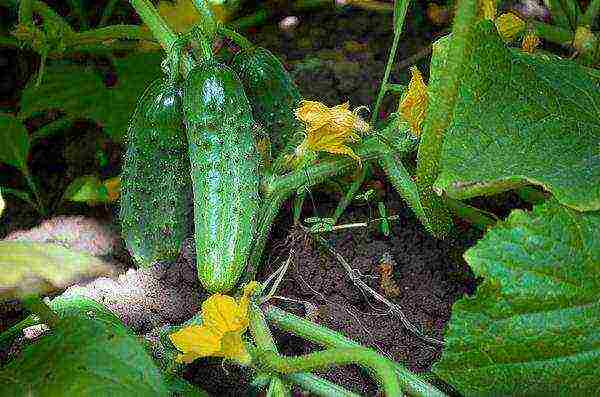 the timing of planting cucumbers in open ground in Belarus