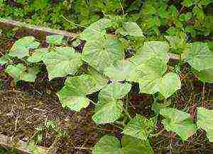 the timing of planting cucumbers in open ground in Belarus