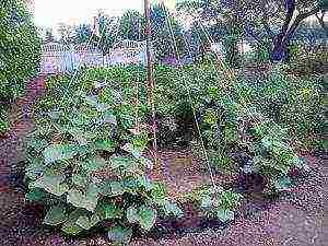 the timing of planting cucumbers in open ground in Belarus