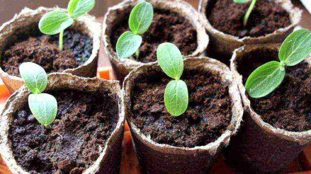 the timing of planting cucumbers in open ground in Belarus