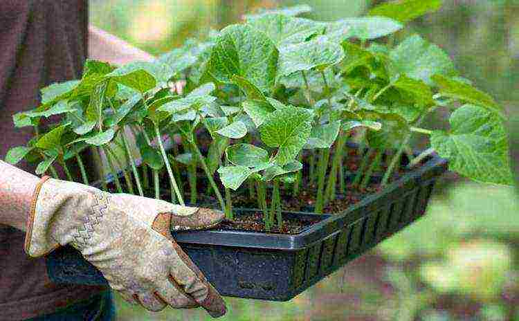 the timing of planting cucumbers in open ground in Belarus