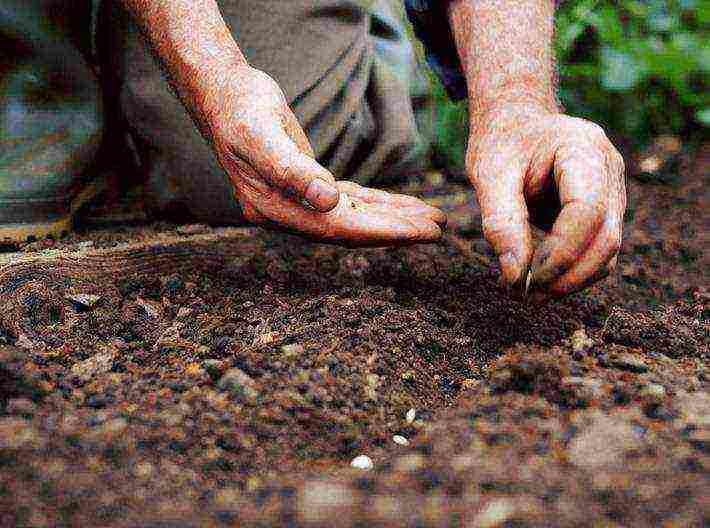 the timing of planting cucumbers in open ground in Belarus