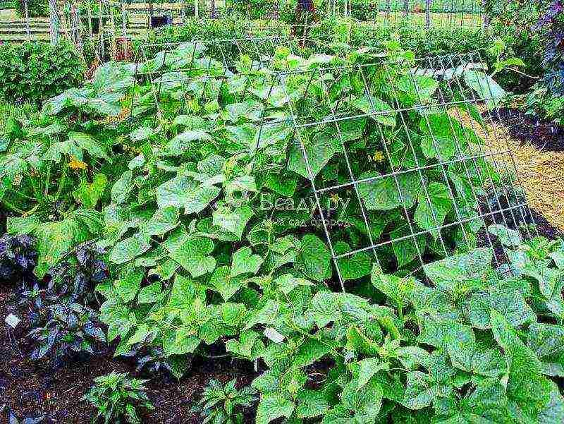 the timing of planting cucumbers in open ground in Belarus