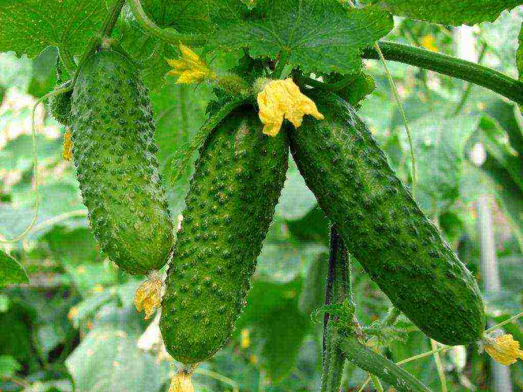 the timing of planting cucumbers in open ground in Belarus