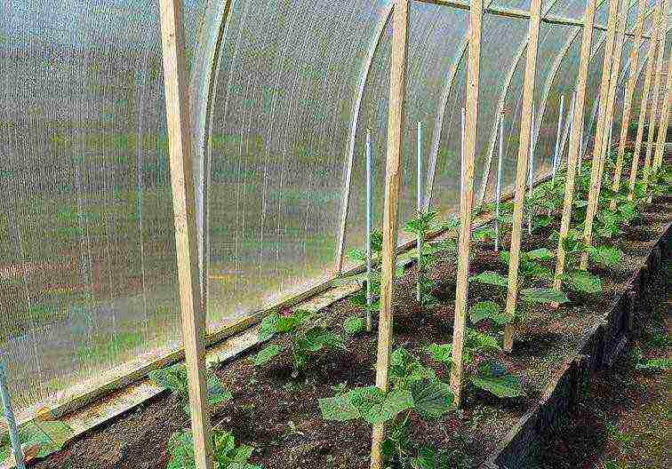 the timing of planting cucumbers in open ground in Belarus