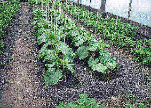 the timing of planting cucumbers in open ground in Belarus