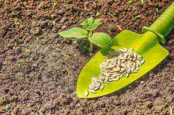 the timing of planting cucumbers in open ground in Belarus