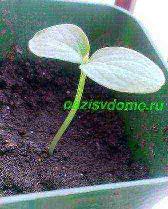 the timing of planting vegetables in open ground in the Krasnodar Territory