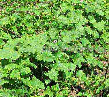 the timing of planting vegetables in open ground in the Krasnodar Territory