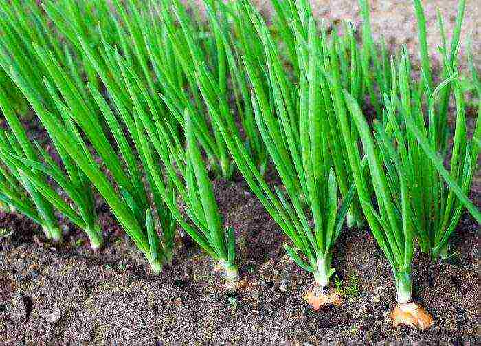 the timing of planting vegetables in open ground in the Krasnodar Territory