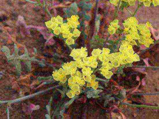 statice long-term planting and care in the open field