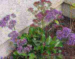 statice planting and care in the open field in siberia