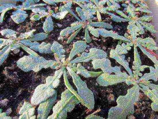 statice planting and care in the open field in siberia