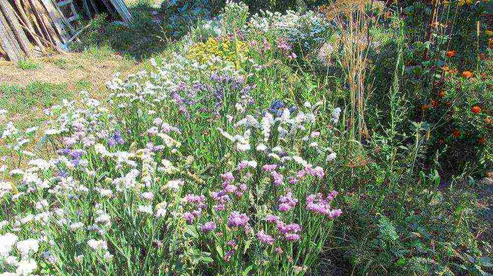 statice planting and care in the open field in siberia