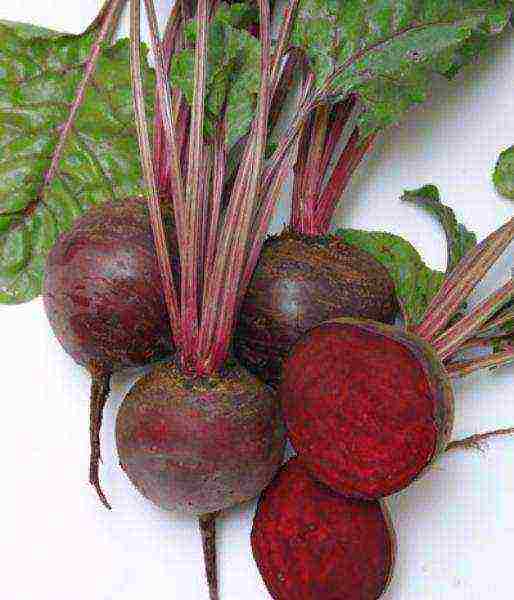 beets which variety is better