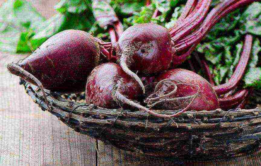 beets which variety is better