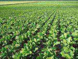 fodder beets the best varieties