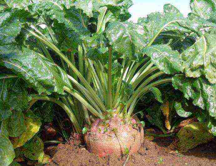 fodder beets the best varieties