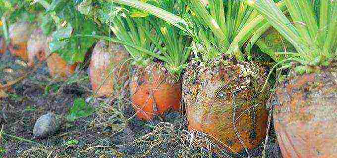 fodder beets the best varieties