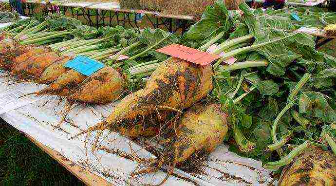 fodder beets the best varieties