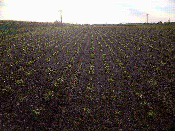 fodder beets the best varieties