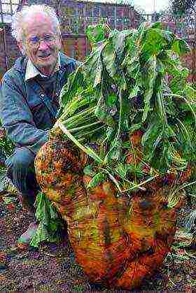 fodder beets the best varieties