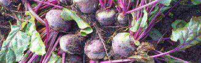 beets planting and care in the open field before winter