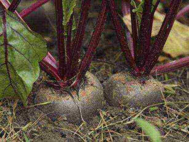 beets planting and care in the open field before winter