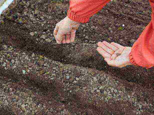 beets planting and care in the open field before winter