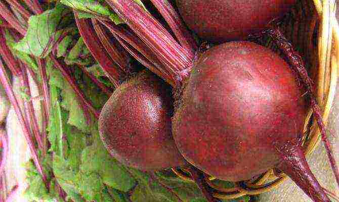 beets planting and care in the open field before winter