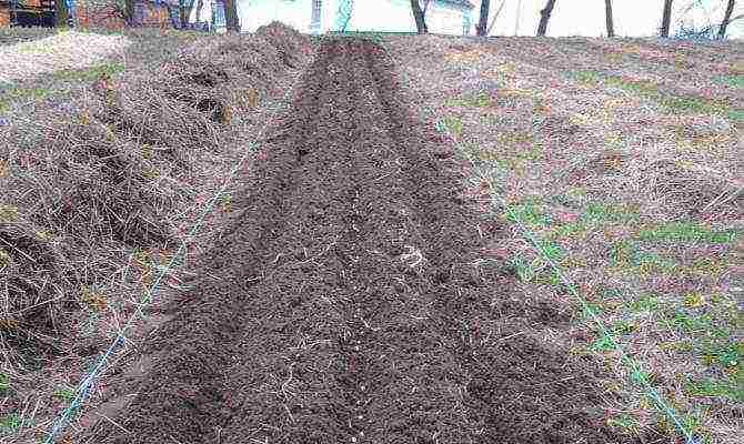 beets planting and care in the open field before winter