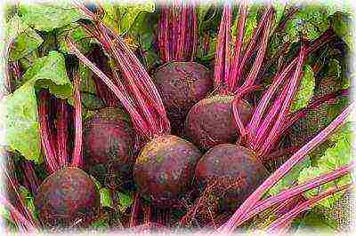 beets planting and care in the open field before winter