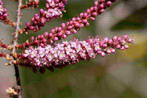 tamarix planting and care in the open field in the Urals