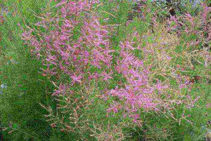 tamarix planting and care in the open field in the Urals