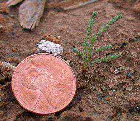 tamarix planting and care in the open field in the Urals