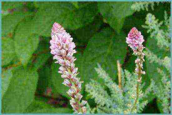 tamarix planting and care in the open field in the Urals