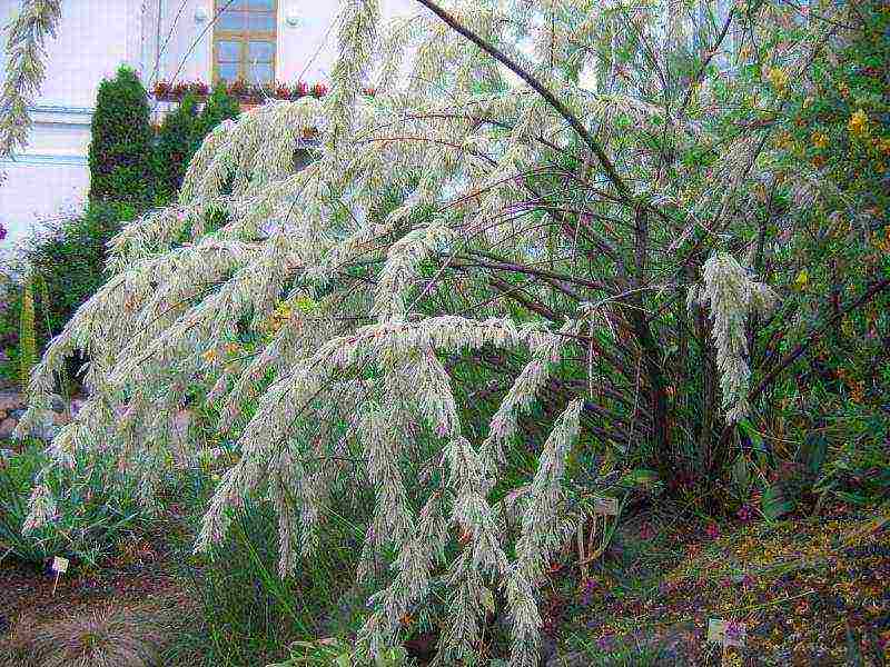 tamarix planting and care in the open field in the Urals