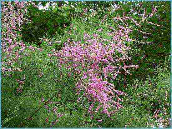 tamarix planting and care in the open field in the Urals