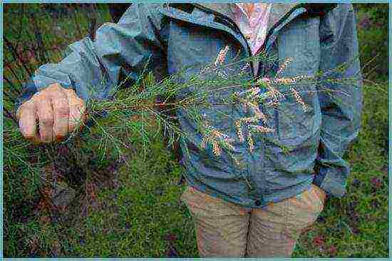 tamarix sadnja i njega na otvorenom polju na Uralu