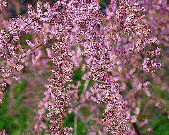 tamarix planting and care in the open field in the Urals