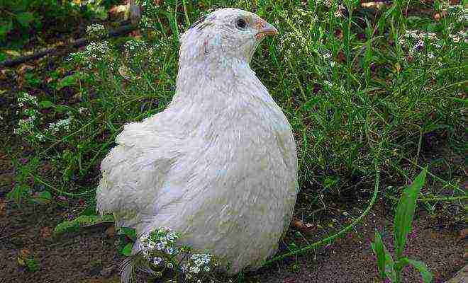 Texas white quail how to grow