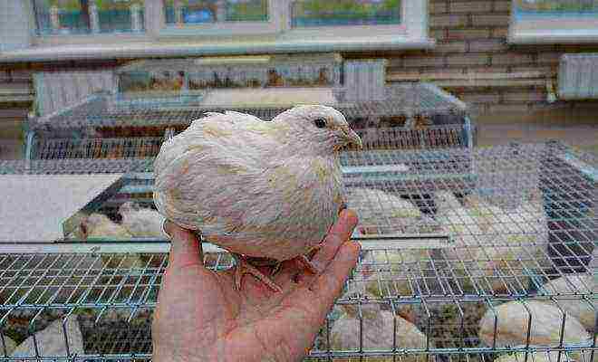 Texas white quail how to grow