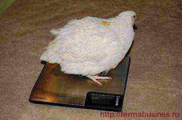 Texas white quail how to grow